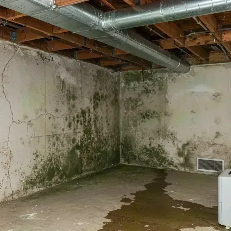 Professional Mold Removal in Cass County, MO